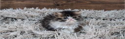 Persian cats for sale: Persian Kittens For Sale - Advert 10