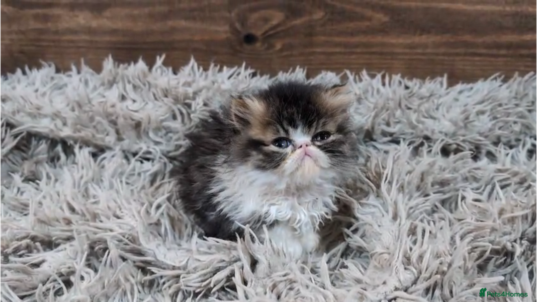 Persian cats for sale: Persian Kittens For Sale - Advert 10