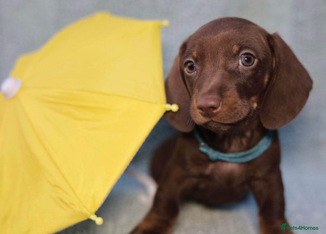 Dachshund dogs for sale: Miniature dachshund  - Image 5