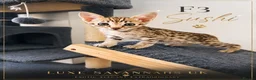 Savannah cats for sale: 🐆 Rare pedigree F2 & F3 Savannah Kittens 🐆 - Advert 15