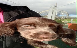 Cocker Spaniel dogs for sale: Working cocker spaniel pups - Image 6