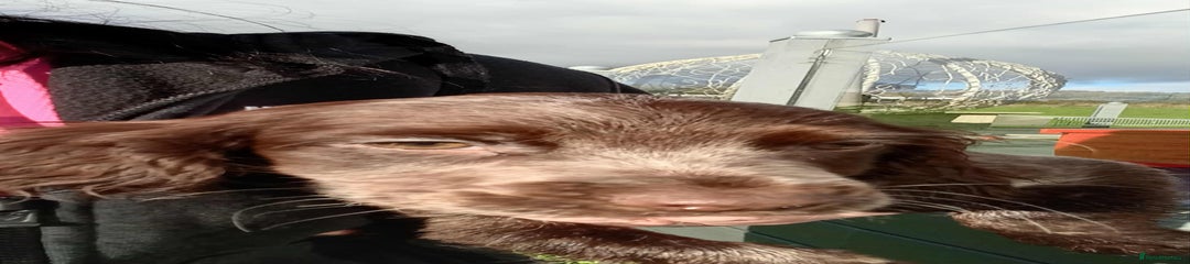 Cocker Spaniel Puppy 5