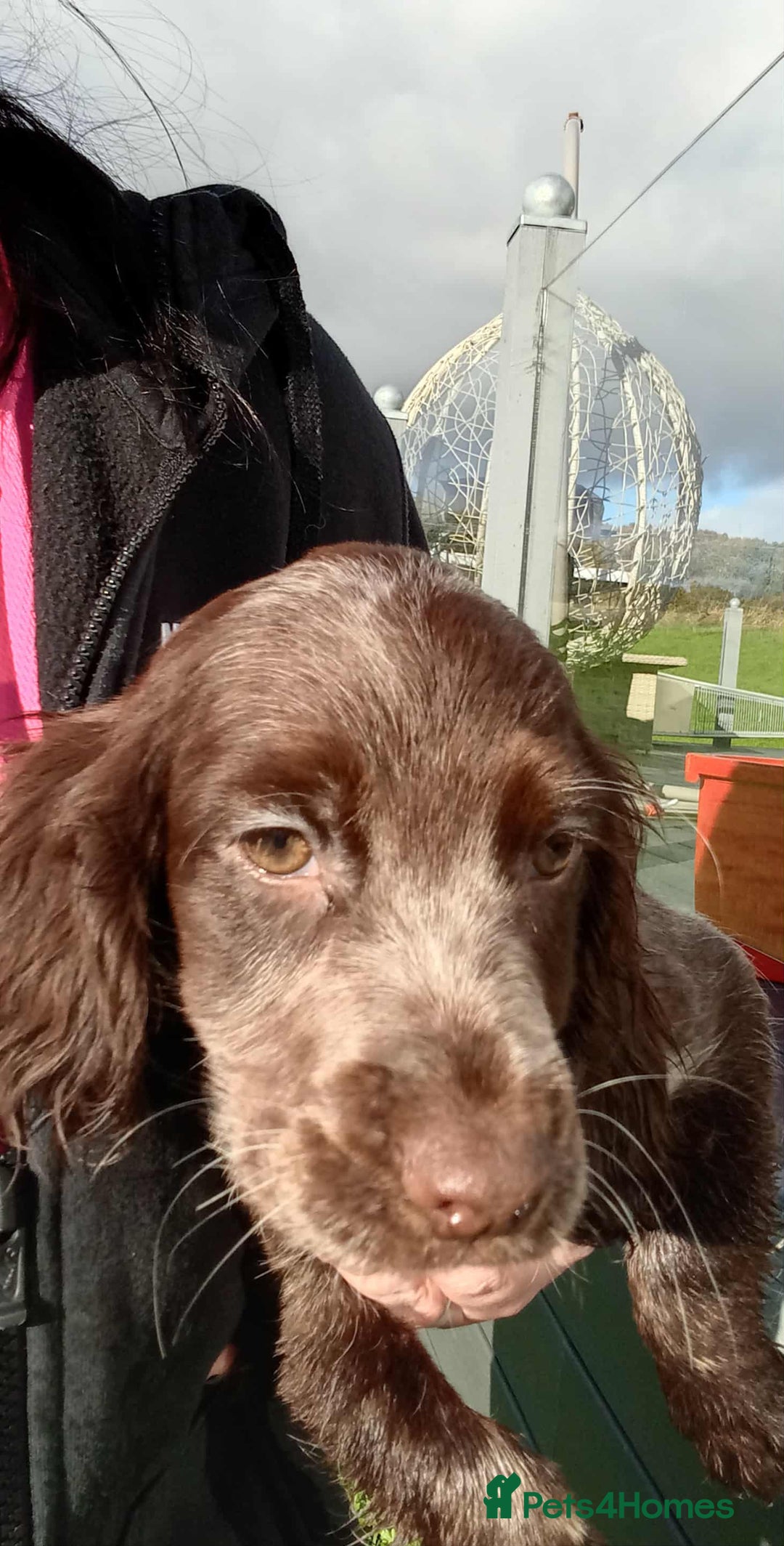 Cocker Spaniel dogs for sale: Working cocker spaniel pups - Image 6
