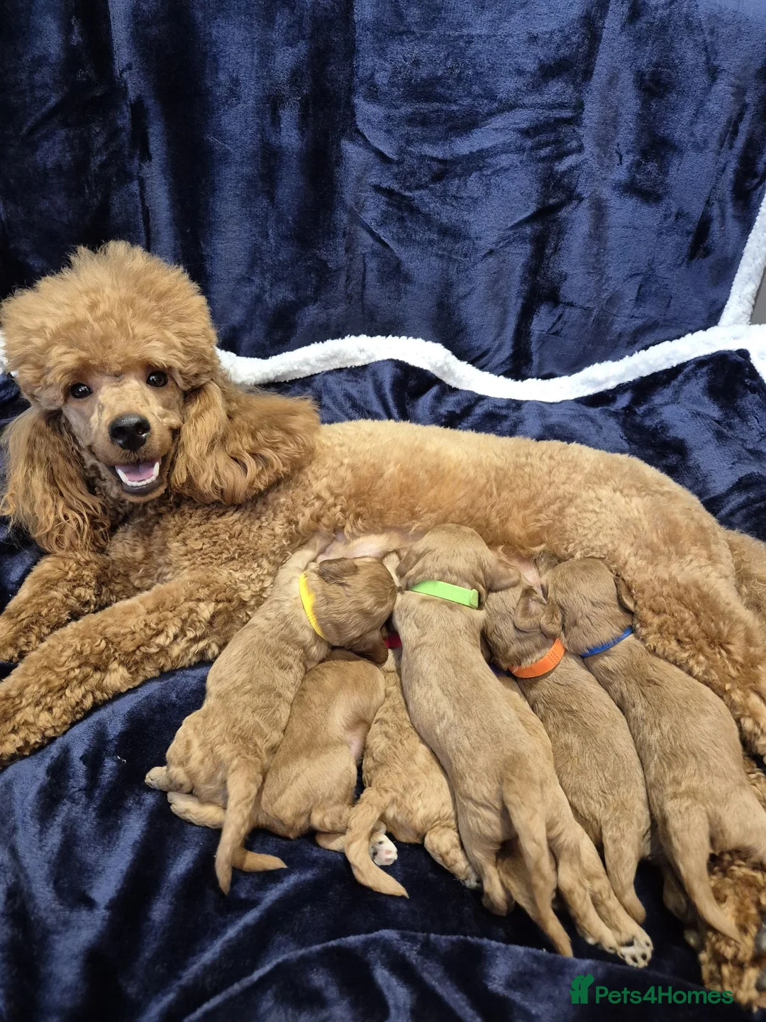 Cavapoo dogs for sale: Adorable F1 Cavapoo puppies - Advert 1
