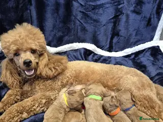 Cavapoo dogs Adorable F1 Cavapoo puppies - Advert 7