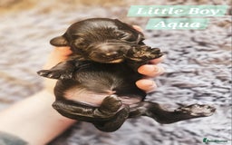 Cockapoo dogs for sale: Multigen Merle & Chocolate Cockapoo Puppies - Image 11