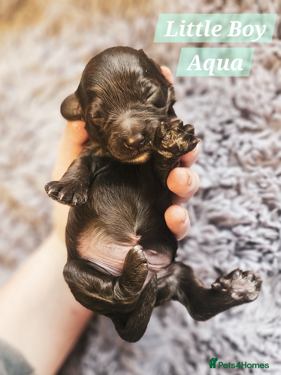 Cockapoo dogs for sale: Multigen Merle & Chocolate Cockapoo Puppies - Image 11