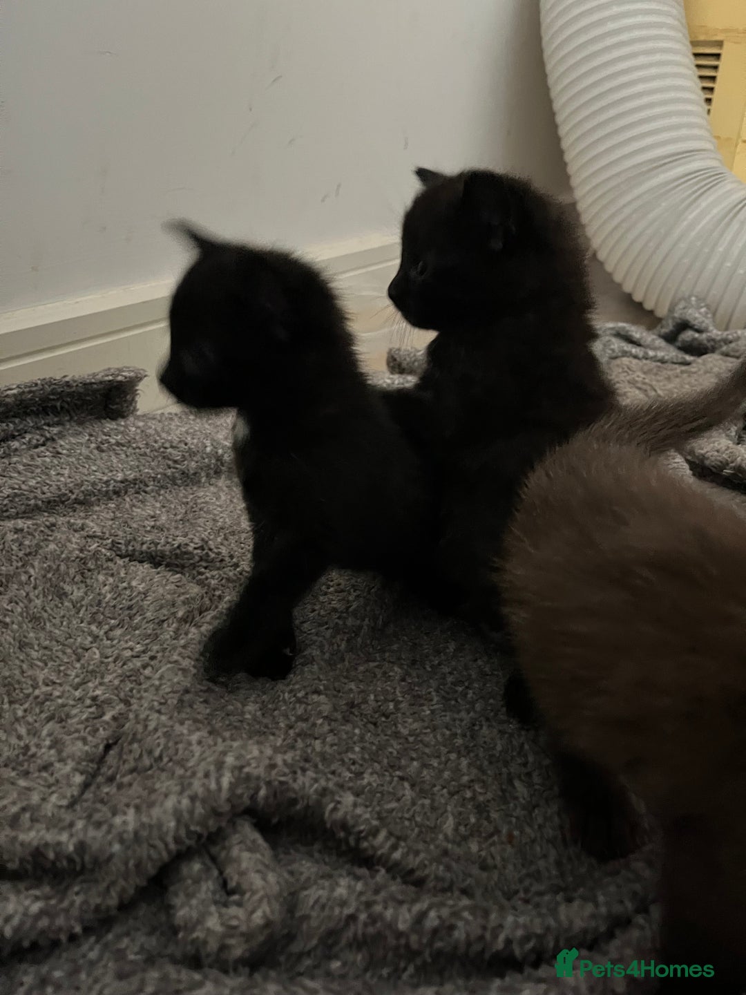 British Shorthair cats for sale: Adorable kittens for sale  - Image 1