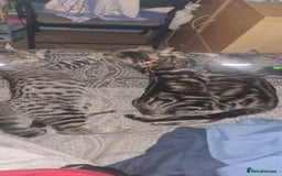 Bengal cats for sale: Mixed bengal kittens   - Advert 12