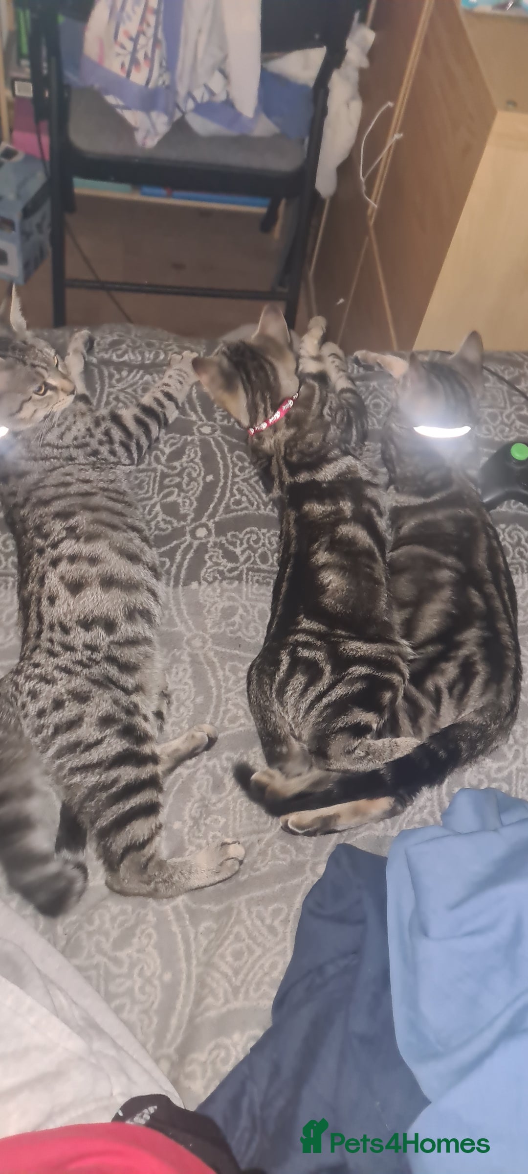 Bengal cats for sale: Mixed bengal kittens   - Advert 12