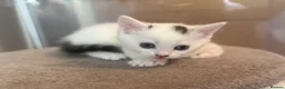 Mixed Breed cats for sale: Gorgeous Kittens Looking for Loving Homes - Advert 18