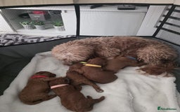 Cavapoo dogs for sale: Toy cavapoos  - Image 4