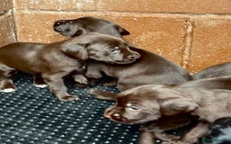 Mixed Breed dogs for sale: GWPxLabxVizsla Puppies  - Image 6