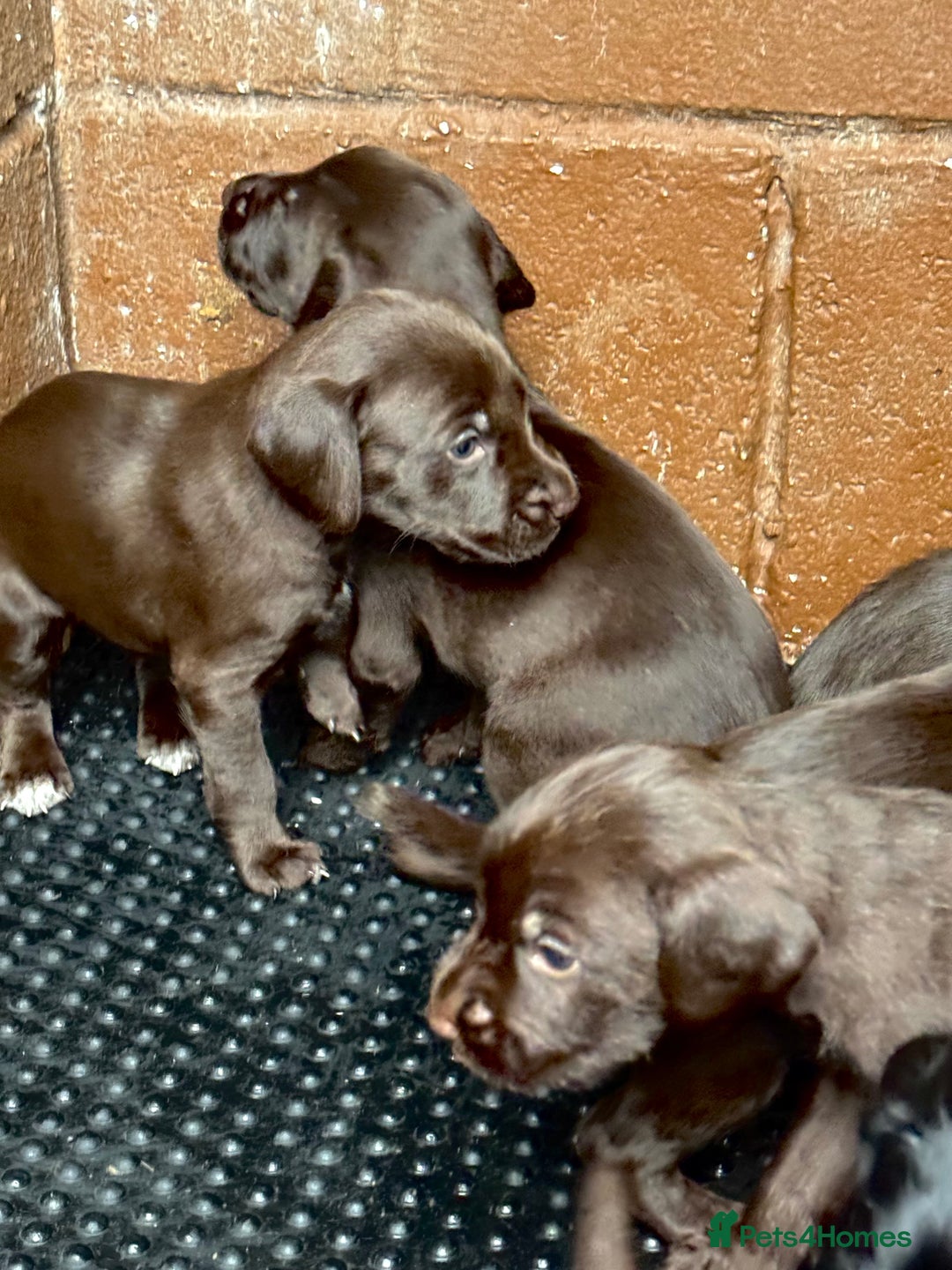 Mixed Breed dogs for sale: GWPxLabxVizsla Puppies  - Image 6
