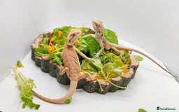 Bearded Dragon reptiles for sale: Bearded dragons hypo blue bar het trans  - Image 17