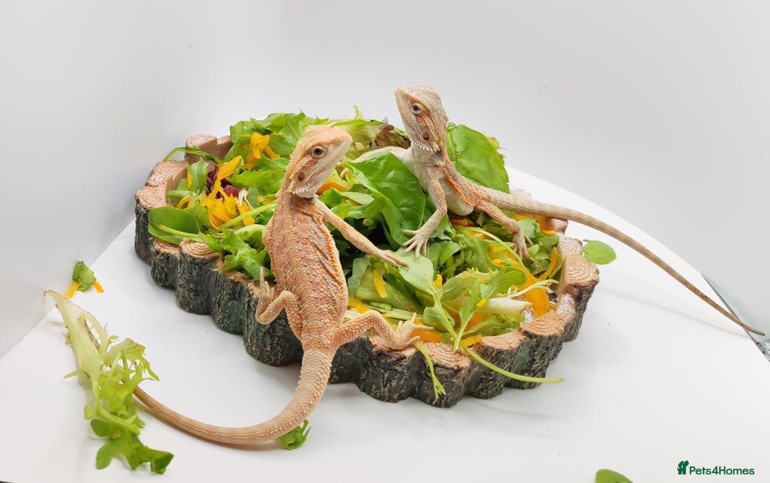 Bearded Dragon reptiles for sale: Bearded dragons hypo blue bar het trans  - Image 17
