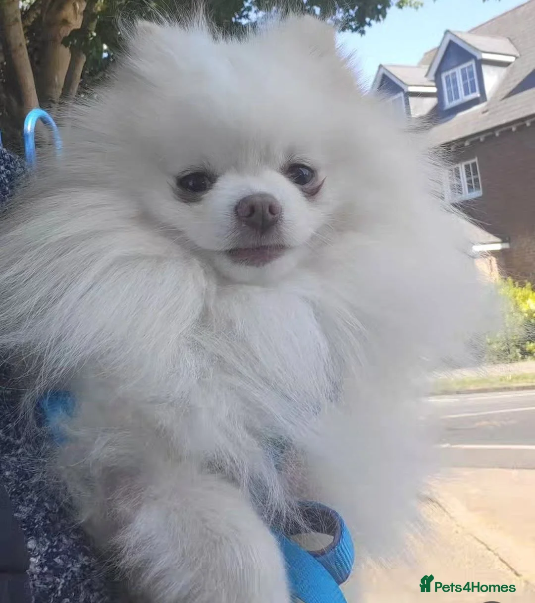 Pomeranian dogs for sale: Pedigree Pomeranian Puppies for sale - Advert 4