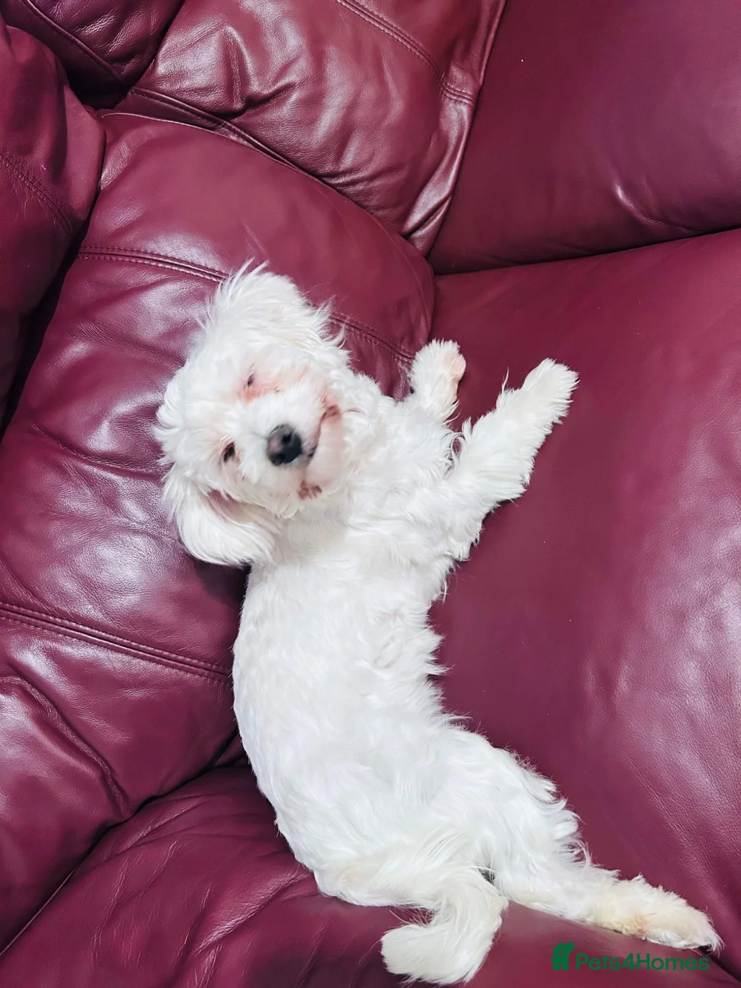 Maltese dogs for sale: MALTESE GIRL - Advert 4