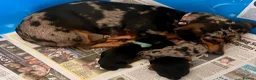 Miniature Dachshund dogs for sale: 💕 Lovely Miniature Dachshund Puppies - Advert 9