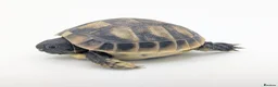 Hermann Tortoise reptiles for sale: Captive Bred Hermanns Tortoise in Ringwood - Advert 7
