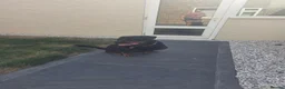 Rottweiler dogs for sale: Hi i have my rottweiler for sale  - Advert 5