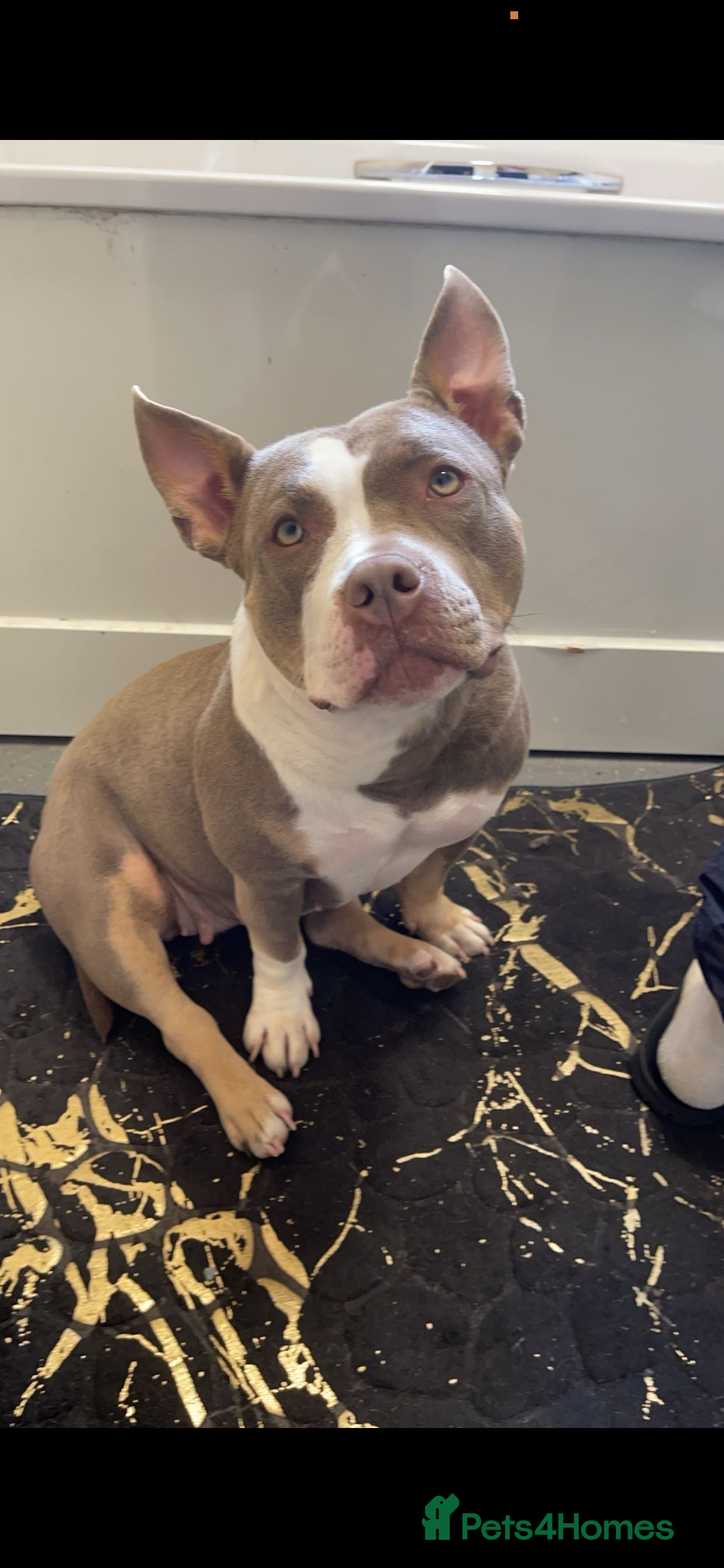 American Bully dogs American Bully - Freya  - Advert 5