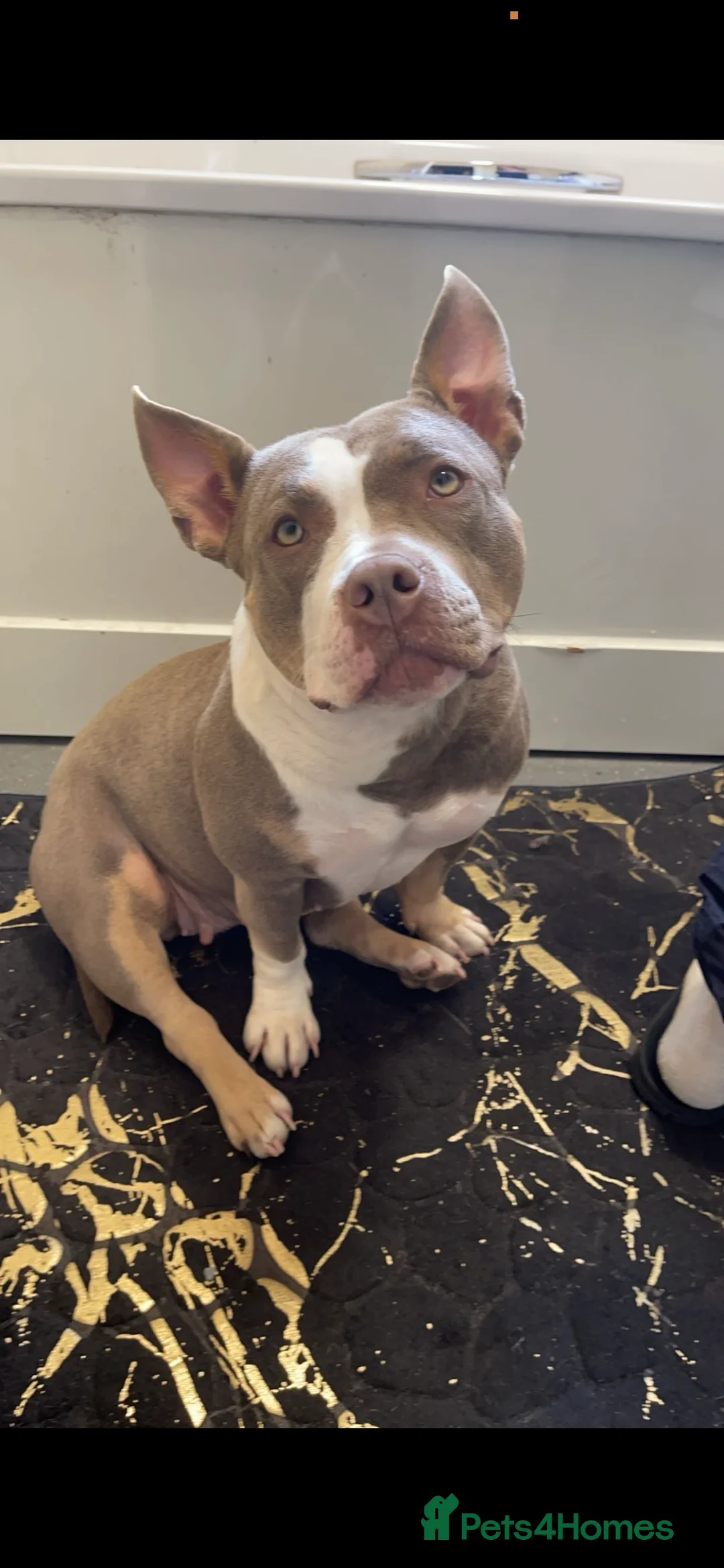 American Bully dogs for sale: American Bully - Freya  - Advert 1