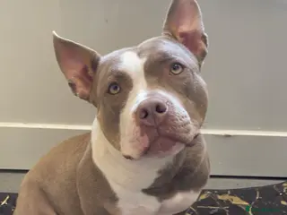 American Bully dogs American Bully - Freya - Advert 5