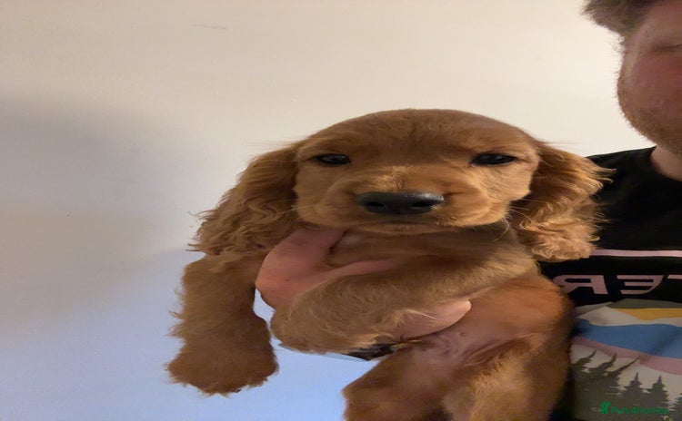 Cocker Spaniel dogs - Advert 3