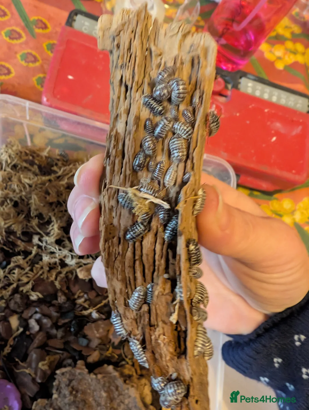 Isopods invertebrates for sale: Mand species of isopods available  - Advert 6