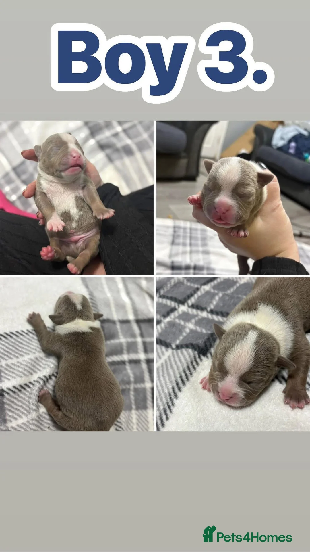American Bully dogs for sale: Pocket bully’s  in Cradley Heath - Advert 21