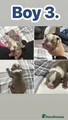 American Bully Puppy 3