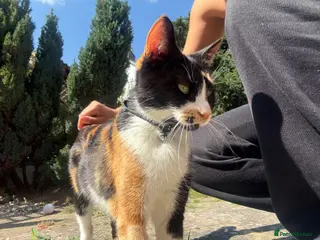 Domestic Shorthair cats A calico female cat - Advert 5