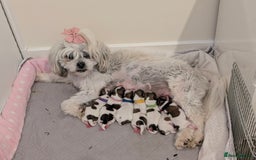 Shih Tzu dogs for sale: ShihApso  - Image 1