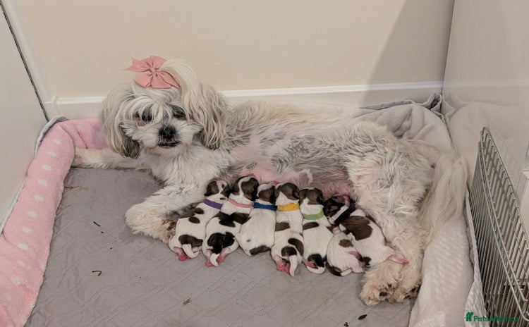 Shih Tzu dogs - Advert 9