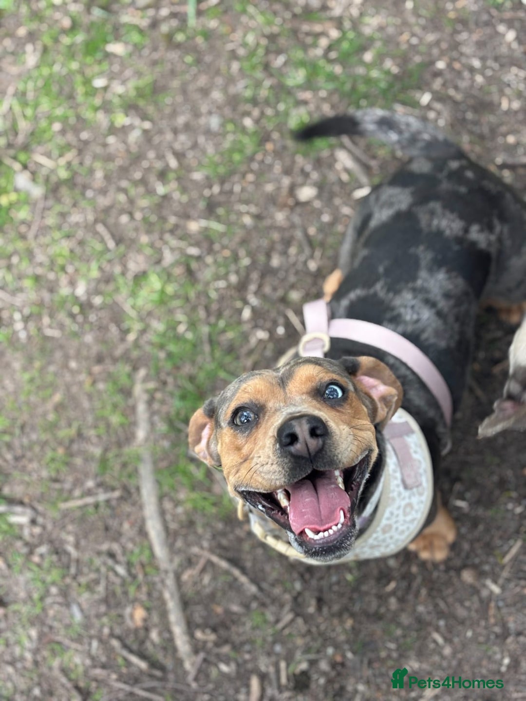 Mixed Breed dogs for sale: Beautifull Dachshund cross English bull dog  - Image 8