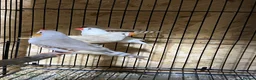 Mixed Breed birds for sale: Zebra finches  - Advert 3