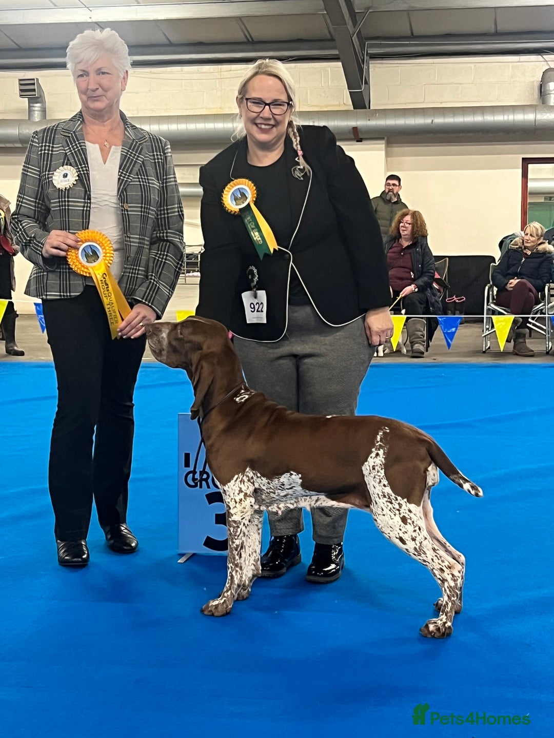 Bracco Italiano dogs for stud: Valentino Rossi Italian Import - Image 14