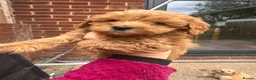 Cockapoo dogs for sale: F2 Cockapoo Puppies READY TO LEAVE 2 girls remain - Advert 36