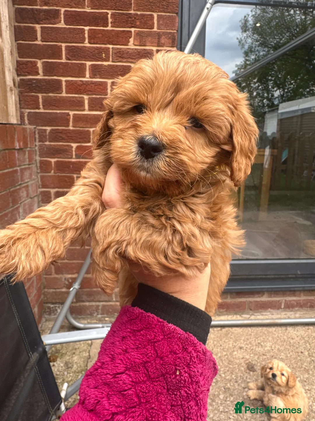Cockapoo dogs for sale: F2 Cockapoo Puppies READY TO LEAVE 2 girls remain - Advert 36