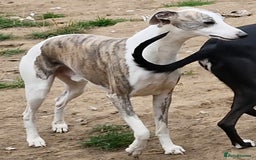 Whippet dogs for sale: Adult Male/Female Whippets Need New PET homes. - Advert 3