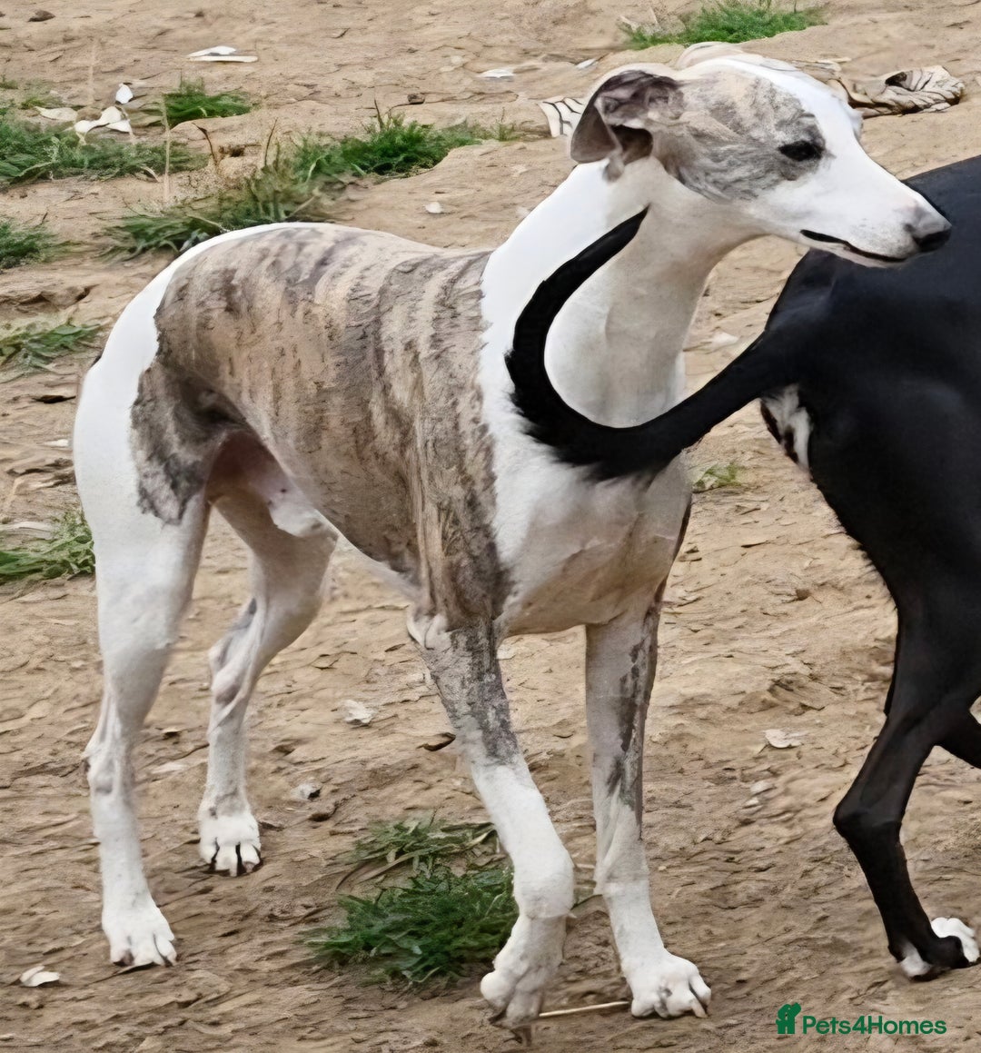 Whippet dogs for sale: Adult Male/Female Whippets Need New PET homes. - Advert 3