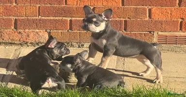 French Bulldog dogs - Advert 7