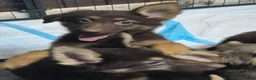 German Shepherd dogs for sale: *RARE* LIVER GERMAN SHEPHERD PUPS in Accrington - Advert 9