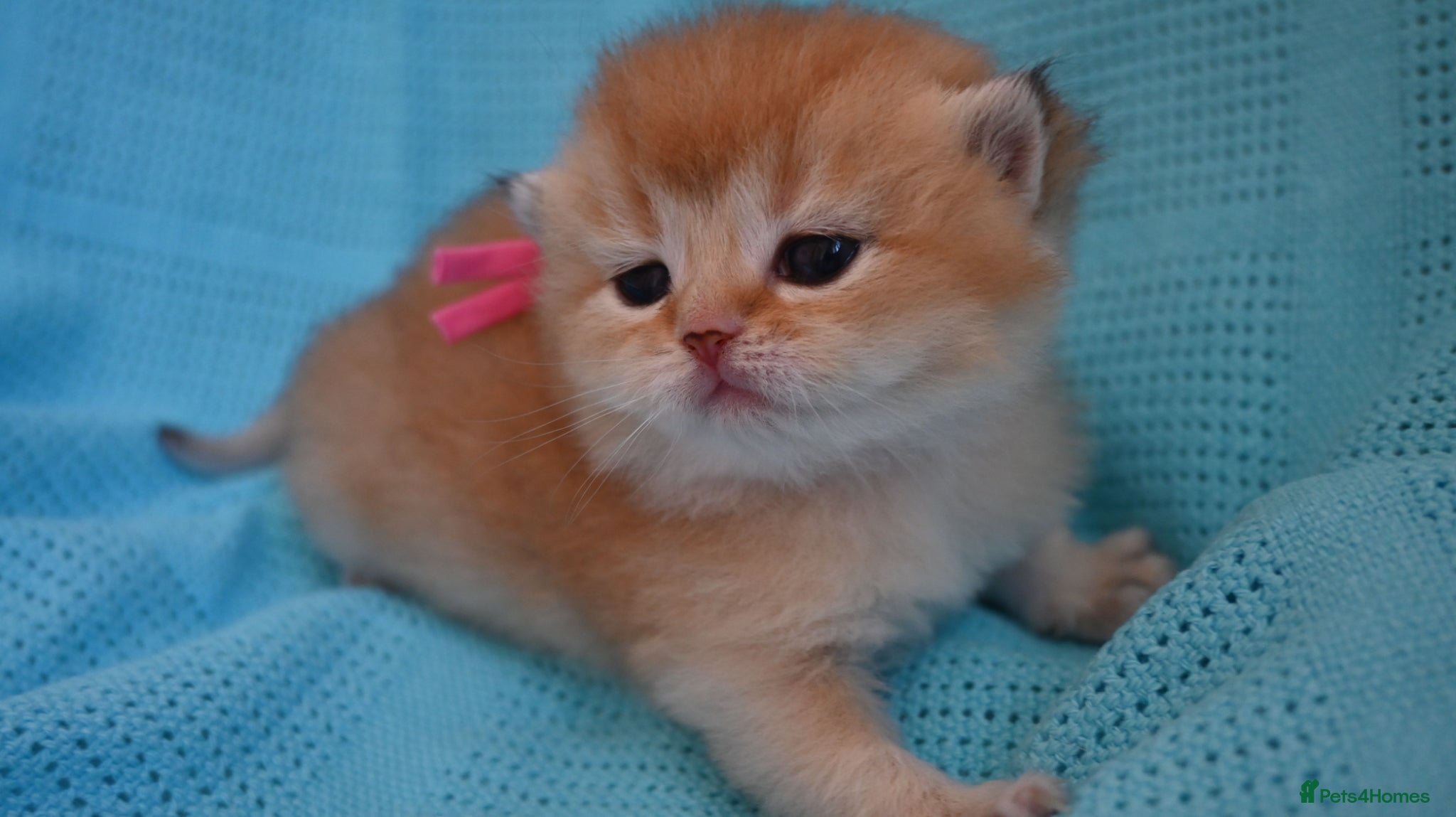 British Shorthair cats BSH Golden kittens from Champions Line 🏆 - Advert 2