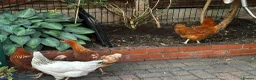 Chickens poultry for sale: 4 Hens for £70 in Manchester - Advert 8