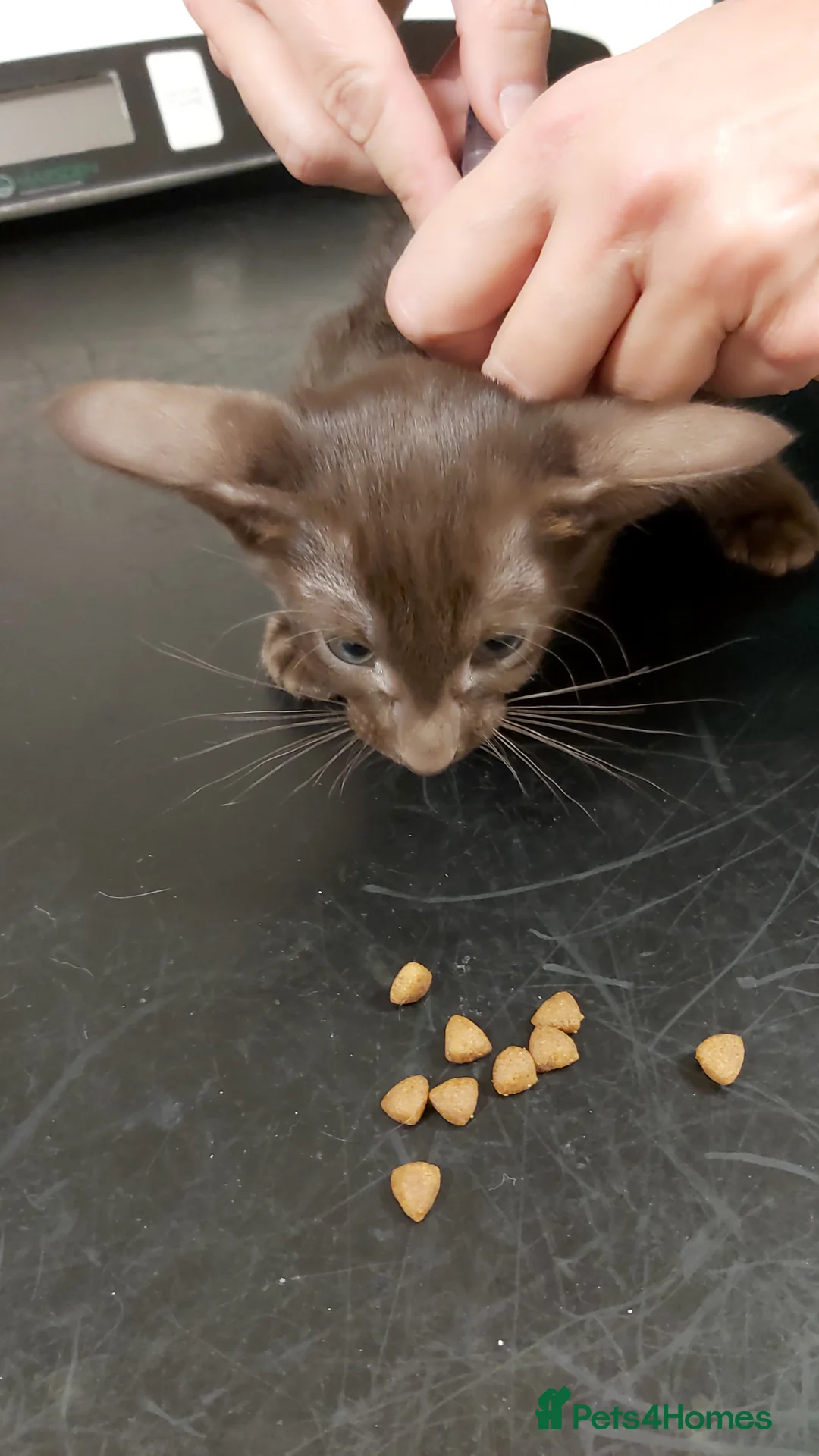 Oriental cats for sale: Full Pedigree Oriental 6 Kittens XL size ears GCCF - Advert 4