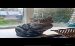 Scottish Fold cats for sale: Pedigree Scottish fold kittens for sale  - Image 18
