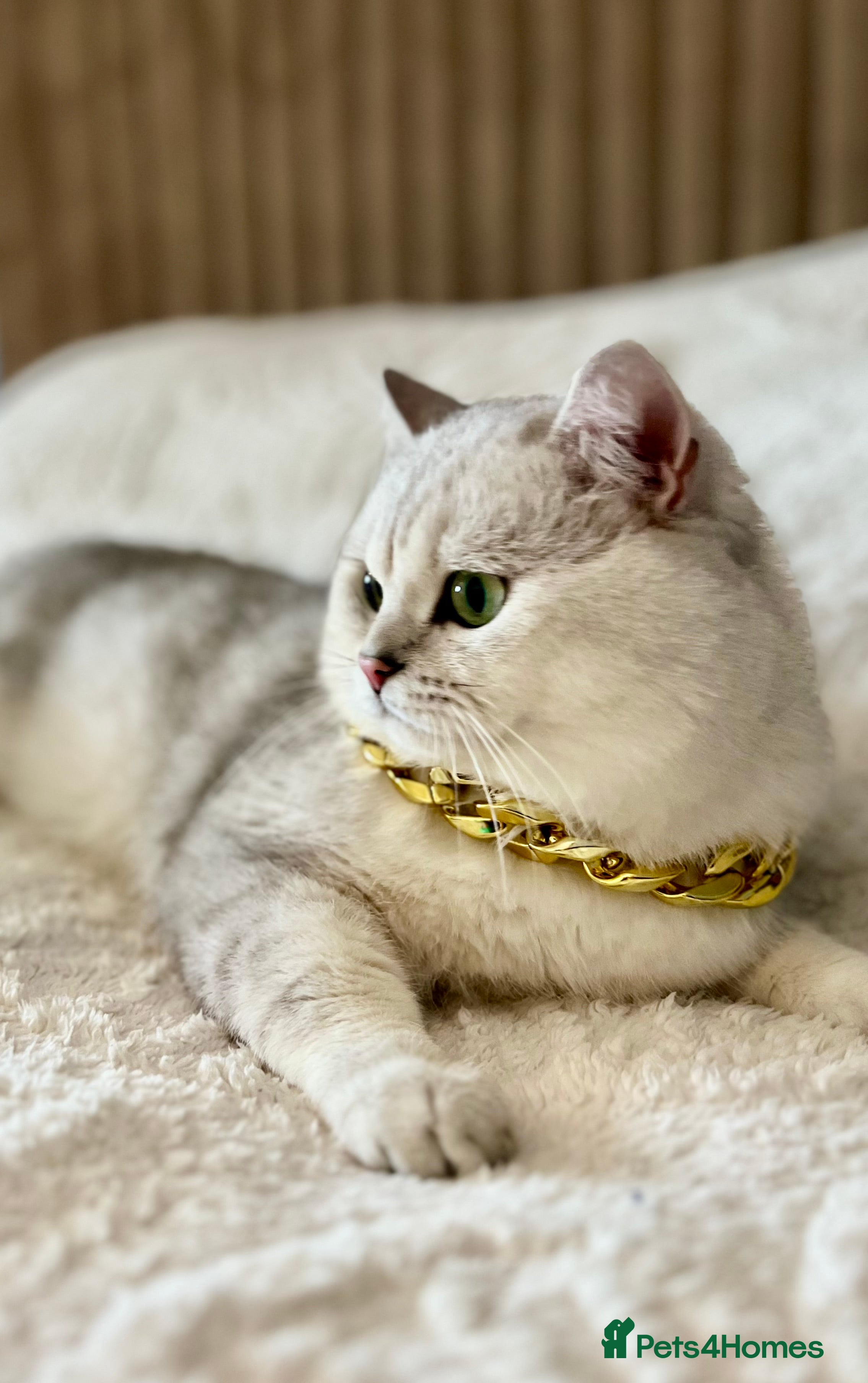 British Shorthair cats ACTIVE reg 𝑮𝑪𝑪𝑭/TICA BSH CHINCHILLA 🏆 in Ilford - Advert 8