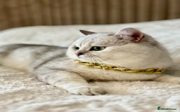British Shorthair cats for stud: ACTIVE reg 𝑮𝑪𝑪𝑭/TICA BSH CHINCHILLA 🏆 in Ilford - Image 1